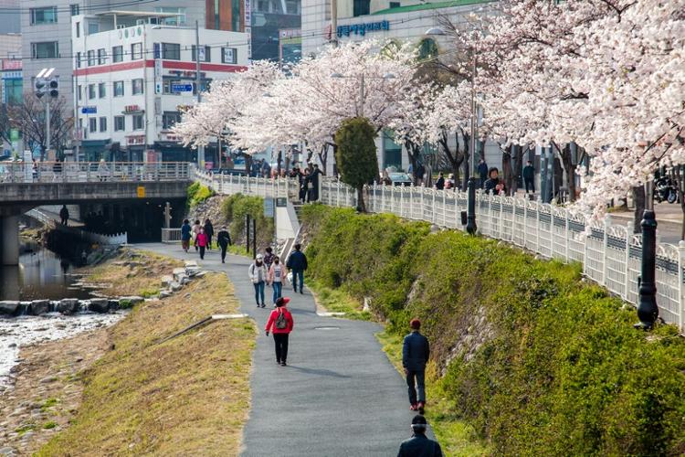 성북천 벚나무(출처: 서울연구원 서울연구데이터서비스)