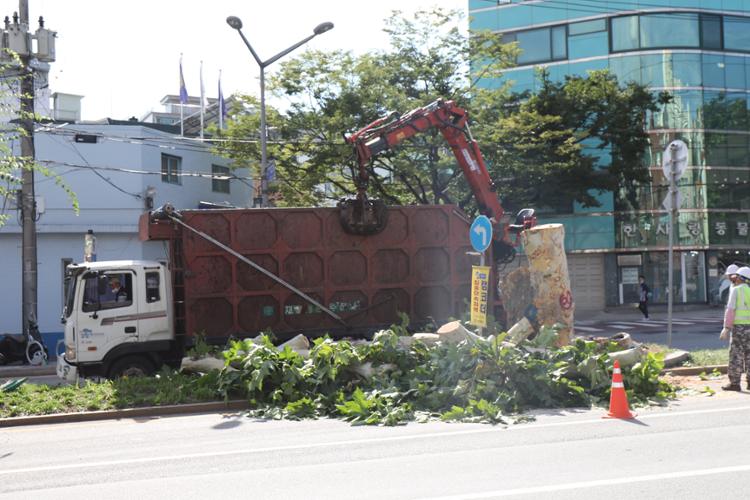 벌목되고 있는 성북로 가로분리대의 가로수(출처: 성북문화원)