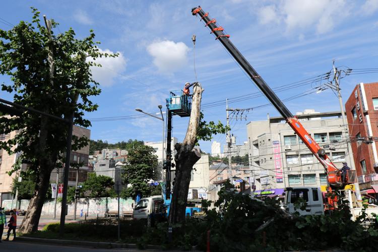 벌목되고 있는 성북로 가로분리대의 가로수(출처: 성북문화원)