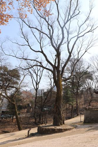 정릉 내에 위치한 느티나무(수령 약 380년). 서울시 보호수로 지정되었다.(고유번호 서8-2)