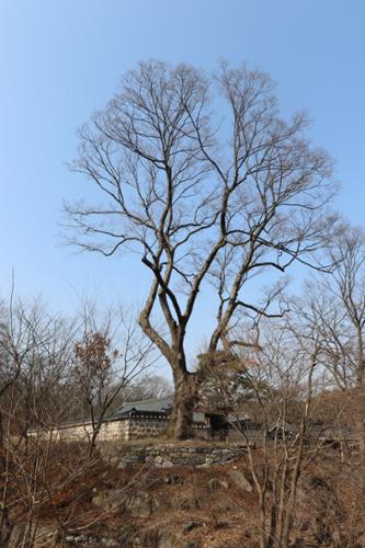 정릉 내에 위치한 느티나무(수령 약 380년). 서울시 보호수로 지정되었다.(고유번호 서8-3)