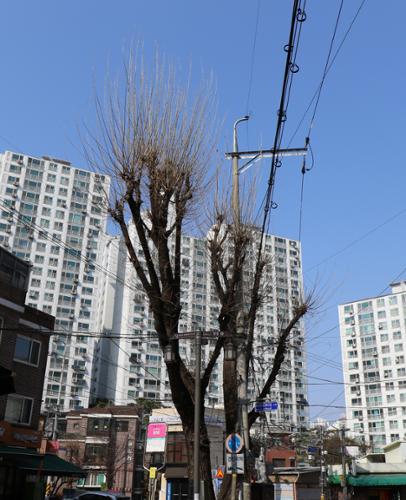 정릉가는 길 어귀에 위치하여 마을의 랜드마크 역할을 하는 큰 나무