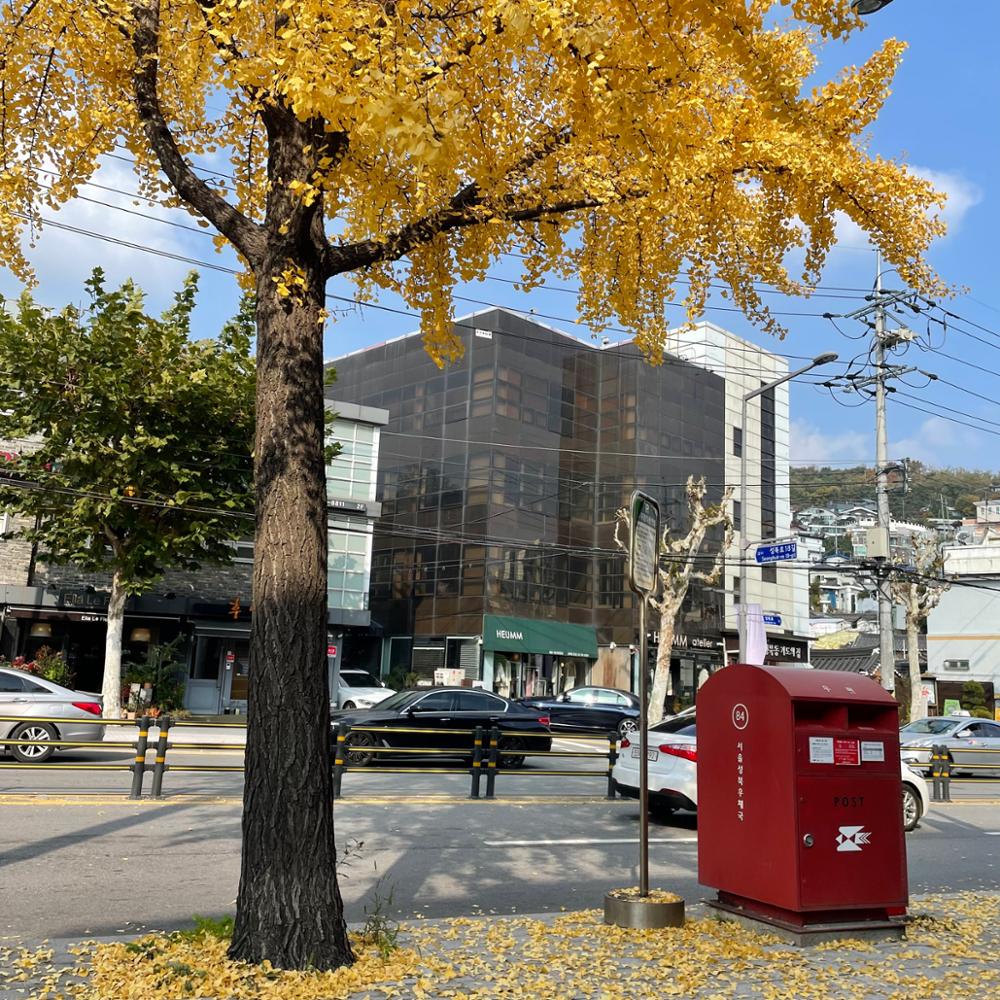 성북로 가로수(1)