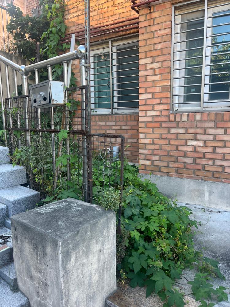 (369마을) 집 앞 덩굴식물