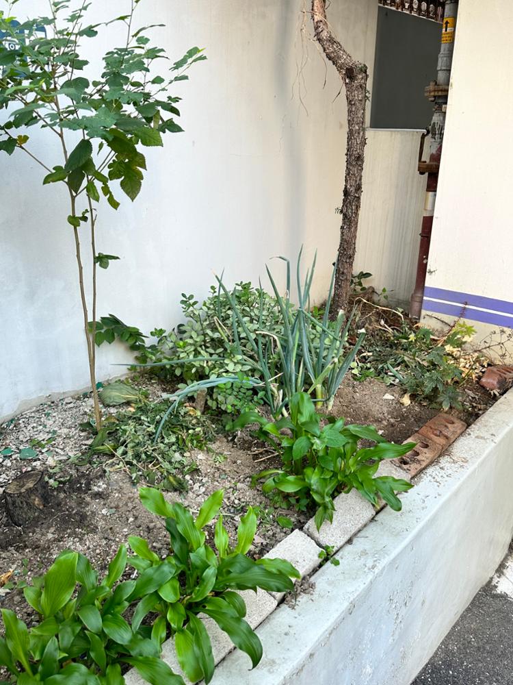 삼선교 골목 주택 식물(4)