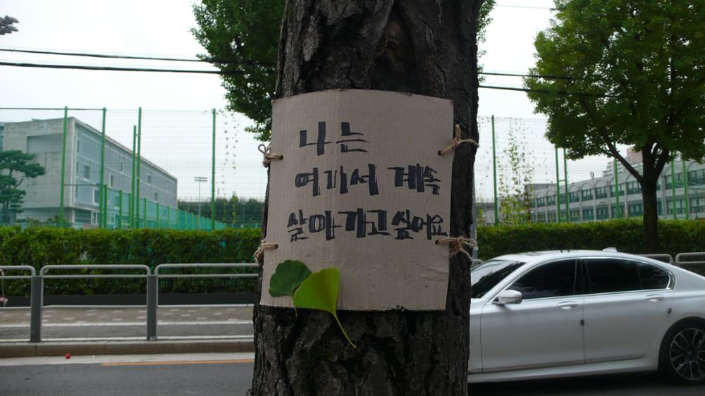 성북구청 은행암나무 교체사업 피켓(2)