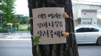 성북구청 은행암나무 교체사업 피켓(1)