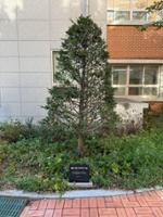 경동고 개교 80주년 기념수