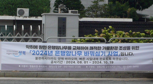 성북구청 은행암나무 바꿔심기 사업
